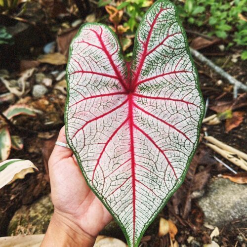 WhatsApp Image 2026-01-13 at 1.08.54 PM (1)